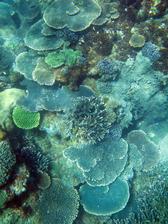 The coral underwater landscape