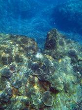 A colourful assortment of corals growing on a reef at keppel island, queensland, australia
