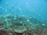 Australias Great Barrier reef teeming with schools of reef fish
