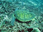 A sea turtle feeding from the reef