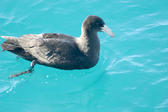 A southern giant petrel in the water of Australias great barrier reef