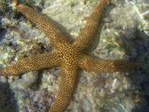 A bright orange coloured starfish