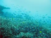 Australias Great Barrier reef teeming with schools of reef fish