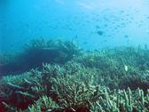 An ocean landscape of corals and schools of reef fish