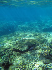 the surface of the ocean floor covered in an assortment of coral types