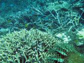 Acanthaster planci - Crown of thorns starfish feeding on coral polyps