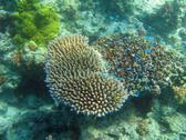 a shoal of tiny blue reef fish hiding in hard corals