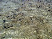 Dozens of sea cumbers in the shallows at low tide, one of several types of cucumber shaped echinoderms