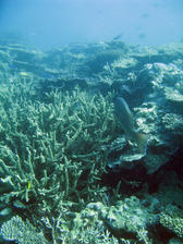 a coral bommie featuring staghorn corals an various other types of coral