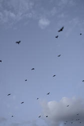 [field_ifd0_imagedescription-formatted]