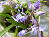 a bowl of bluebells pictured on a rainy day