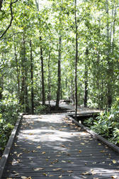 leaves on a boardwalk stretching off into the distance through a woodland