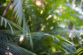 ethereal background of arching green parm fronds