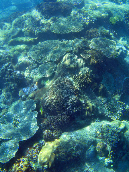 colourful corals growing on the seabed