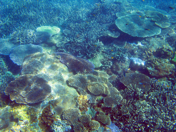 A colourful assoftment of Plate Corals forming a coral reef