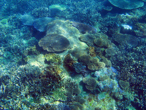 A colourful assortment of Plate Corals forming a coral reef