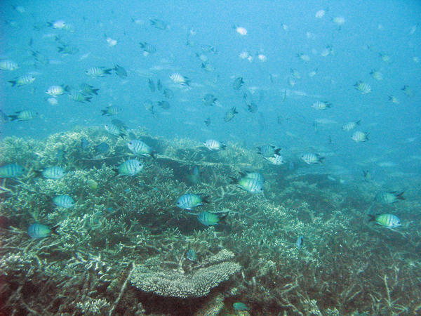 Australias Great Barrier reef teeming with schools of reef fish