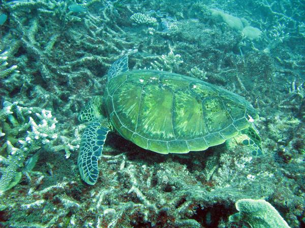 A sea turtle feeding from the reef