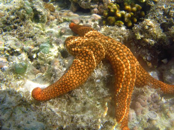 A bright orange coloured sea star