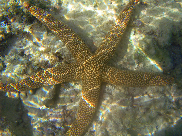 A bright orange coloured starfish