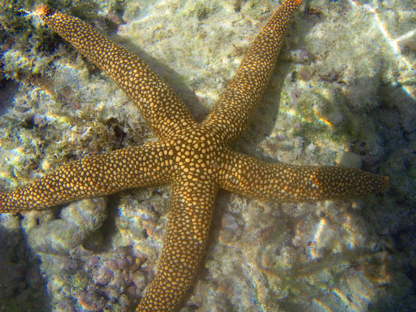 A bright orange coloured starfish