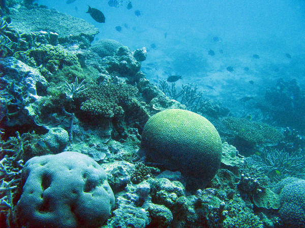 a coral reef with boulder corals and various other types of coral
