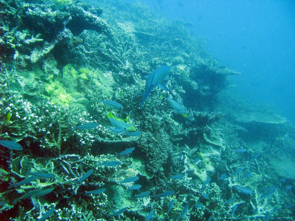 fish and corals living on a coral bommie