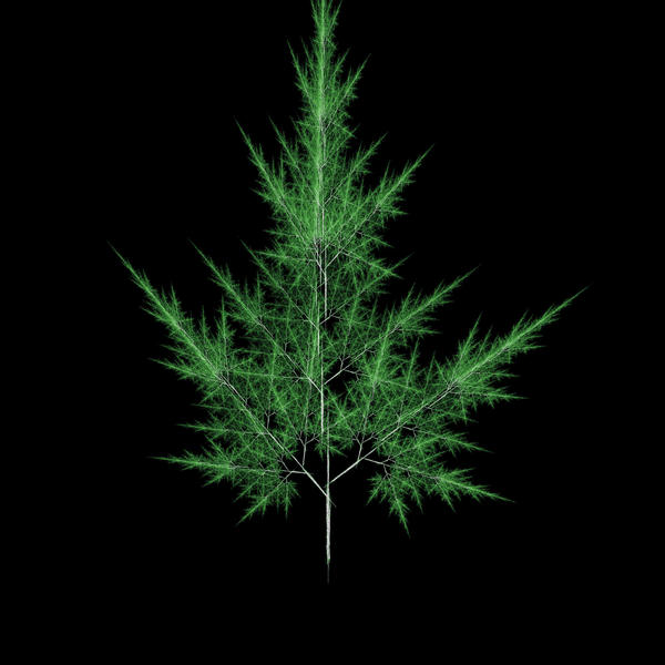 pattern of a mathematical fractal structure that looks like a tree or fern leaf