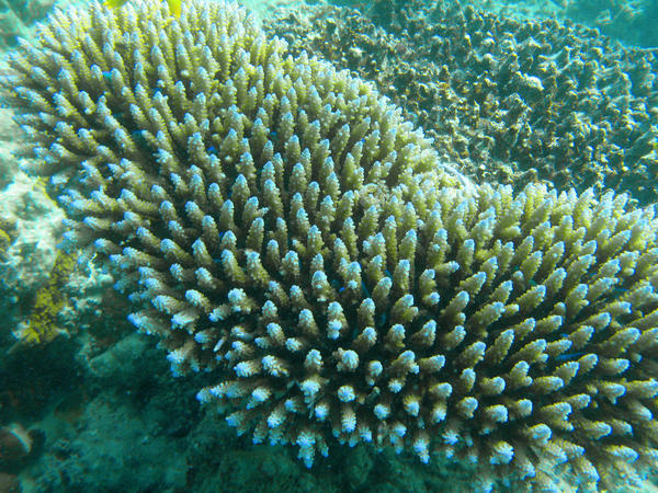 a shoal of tiny blue reef fish hiding in hard corals