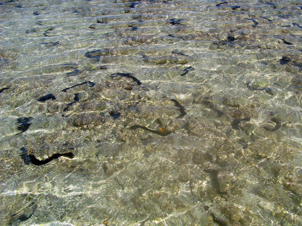Dozens of sea cumbers in the shallows at low tide, one of several types of cucumber shaped echinoderms