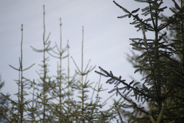 [field_ifd0_imagedescription-formatted]