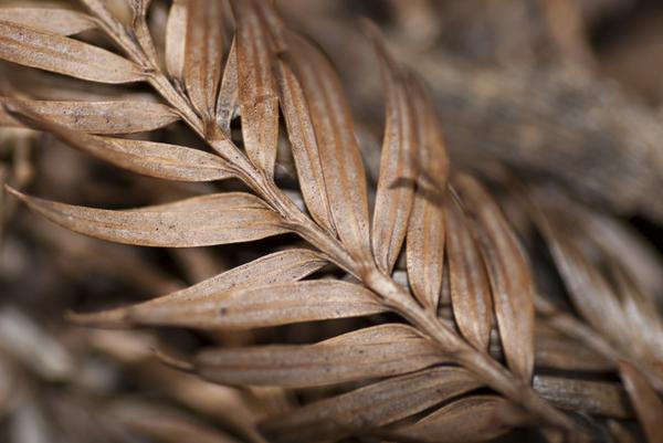 [field_ifd0_imagedescription-formatted]