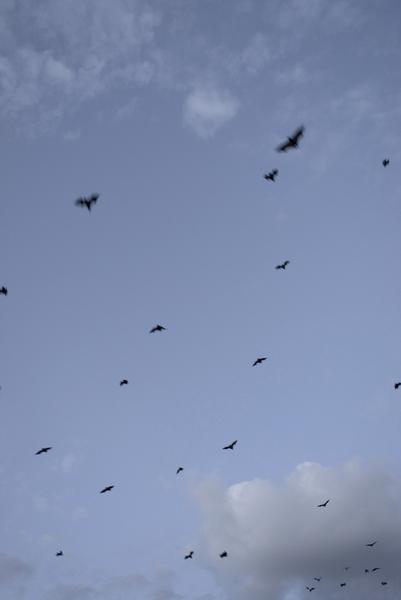 [field_ifd0_imagedescription-formatted]