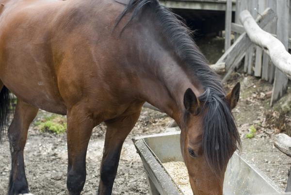 [field_ifd0_imagedescription-formatted]