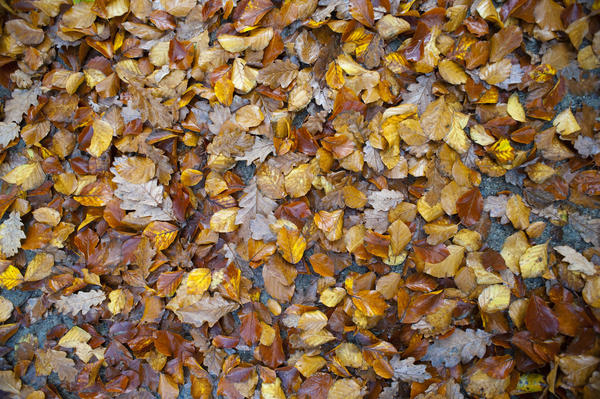 [field_ifd0_imagedescription-formatted]