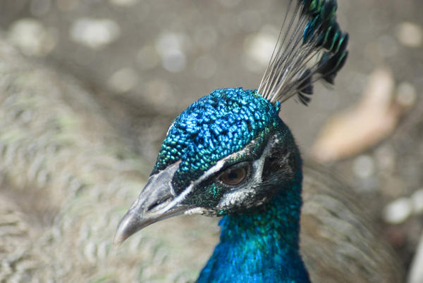 [field_ifd0_imagedescription-formatted]