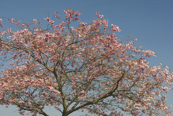 [field_ifd0_imagedescription-formatted]