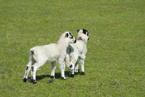 [field_ifd0_imagedescription-formatted]