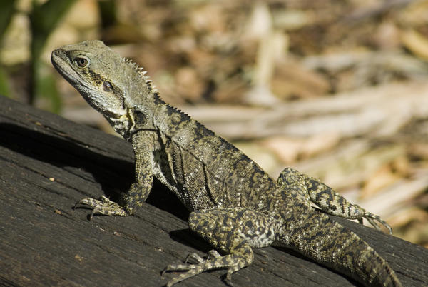 [field_ifd0_imagedescription-formatted]