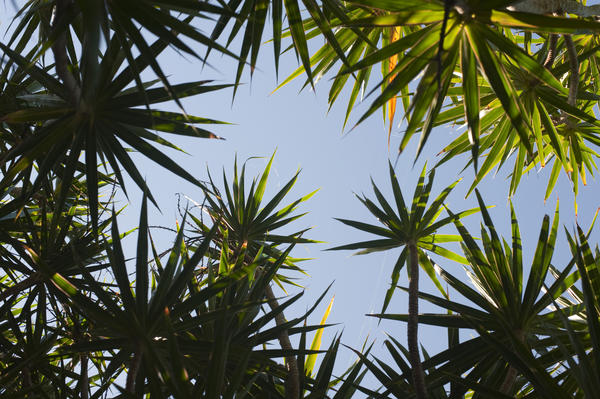 View from underneath looking up at the blue sky of lush tropical plants with radiating spiky leaves in a vacation and travel concept