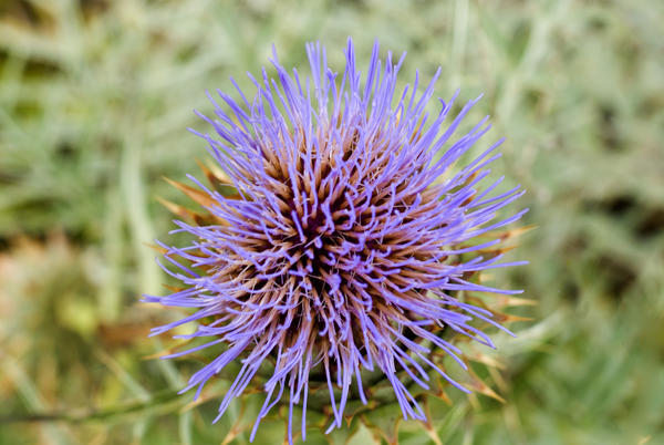 macro image of a single thistle flower head on an out of focus green foliage background