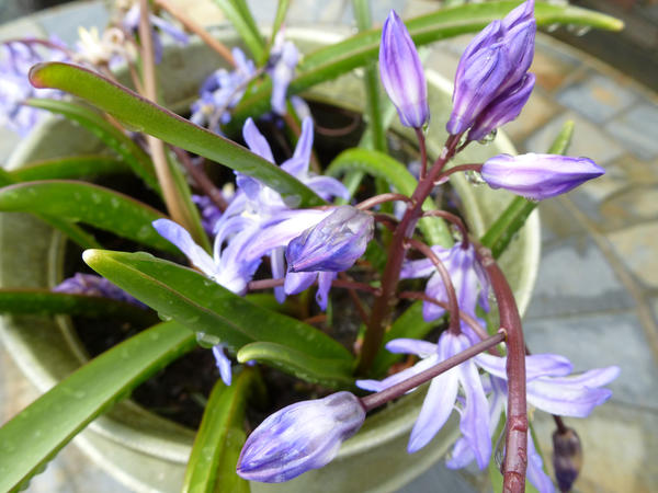 a bowl of bluebells pictured on a rainy day