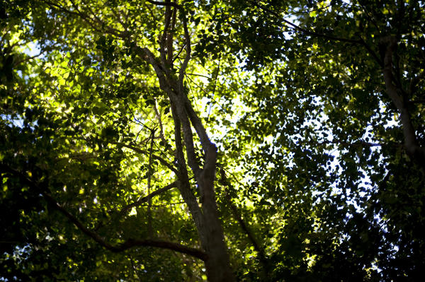 ethereal view of a tree canopy with shaded unlight