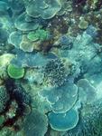 The coral underwater landscape