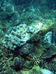 The ocean floor in tropical waters is teeming with corals