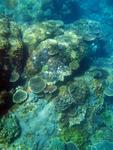 A colourful assortment of corals growing on a reef at keppel island, queensland, australia