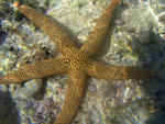 A bright orange coloured starfish
