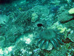 Various types of coral and a crown of thorns sea star