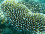 a shoal of tiny blue reef fish hiding in hard corals
