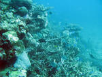 a coral bommie featuring staghorn corals an various other types of coral